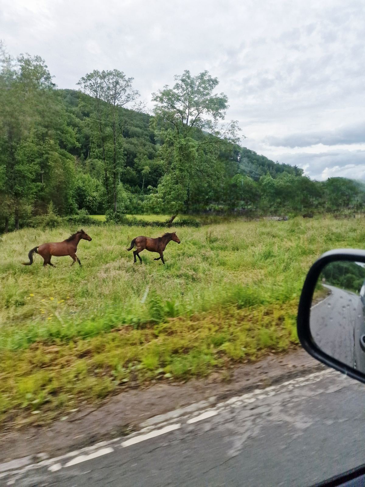 Paarden tussen het groen